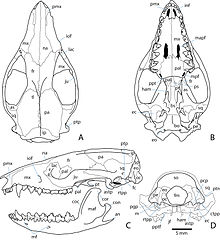 The origin and early evolution of metatherian mammals: the Cretaceous record