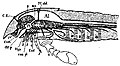 The Eurypterida of New York figure 16.jpg