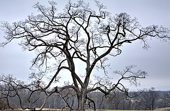 A red elm (Ulmus rubra) at The Arboretum at Penn State