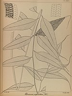 The ferns of British India (PLATE CCCIX) (8531565232).jpg