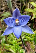 Thelymitra pulchella