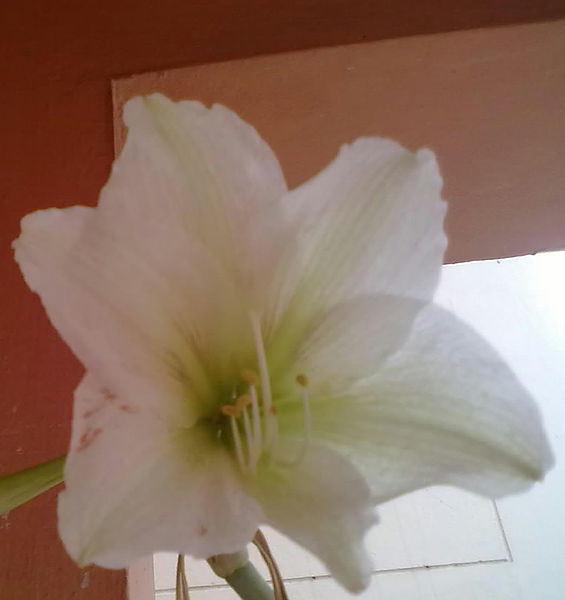 File:This is a white lily 2014-01-18 20-11.jpg