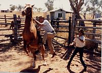 Horses in the outback are not noted for their docility and this adds to the dangers of mustering. Thorntonia QLD.jpg