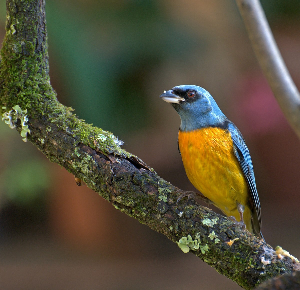 Featured image of post Passarinho Preto E Amarelo Pequeno Quando o catarro apresenta alguma cor ou est muito grosso pode ser sinal de alergia sinusite pneumonia alguma outra infec o nas vias respirat rias ou at mesmo c ncer