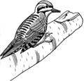 Three Toed Woodpecker.png