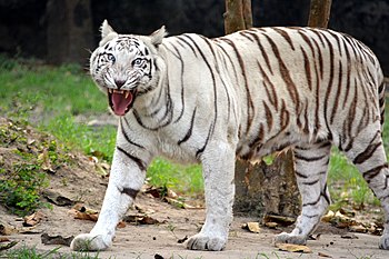 Tiger from the Zoo.jpg