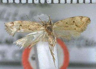 <i>Tingena collitella</i> Species of moth, endemic to New Zealand