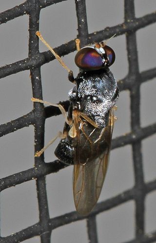 <i>Gowdeyana punctifera</i> Species of fly