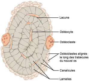 Os: Fonctions, Typologie, Histologie