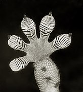 G. gecko foot