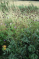 bwrned mawr ( Sanguisorba officinalis )