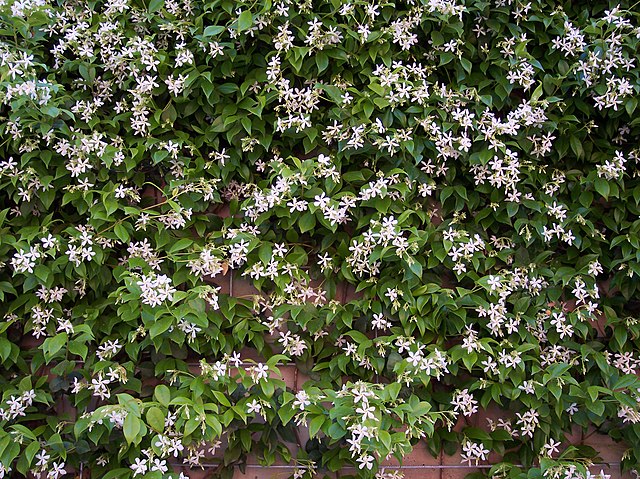 Confederate jasmine