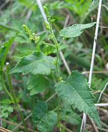 Tragia cordata.jpg