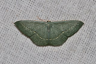 <i>Traminda obversata</i> Species of moth