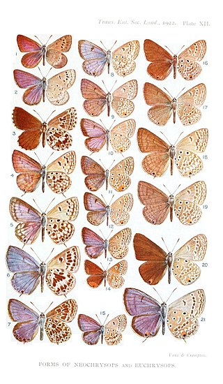 <i>Orachrysops</i> Genus of butterflies