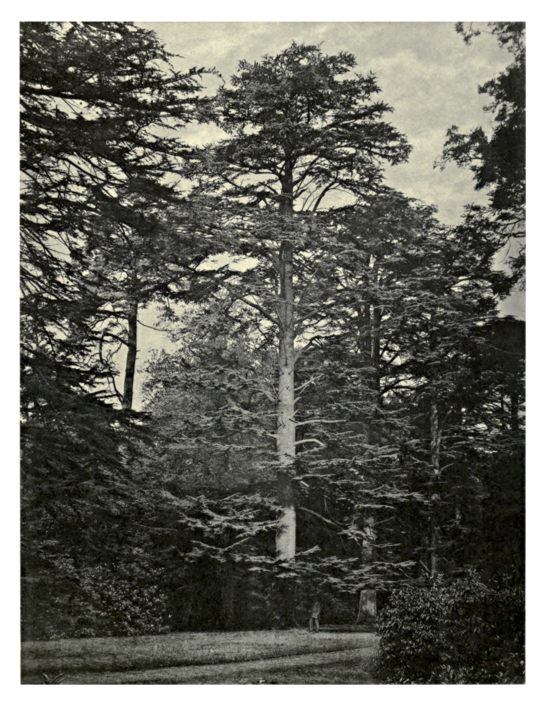 Plate 130: Lebanon Cedar at Strathfieldsaye