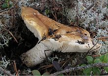 Tricholoma apium 62001.jpg