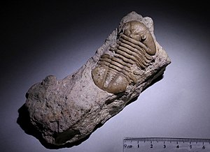 Trilobiidi fossiil, mille kogus Lembit Sarv (Enel Lepik)
