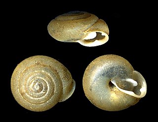 <i>Trilobopsis</i> Genus of gastropods