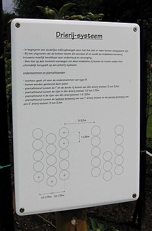 Triplerow fruittree system.JPG