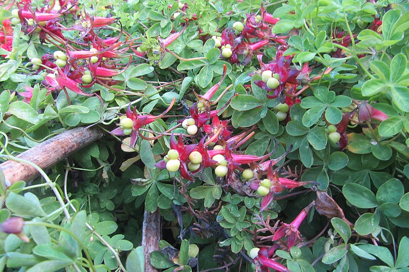 File:Tropaeolum speciosum Poeppig and Endl. (AM AK348213-2).jpg