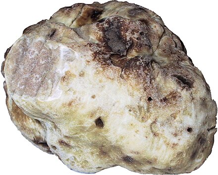 A white truffle washed and with a corner cut to show the interior.