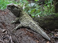 Tuatara, Mount Bruce National Wildlife Centre, New Zealand 06.JPG