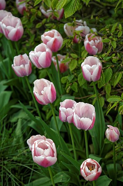 File:Tulipa 'Ollioules' at RHS Garden Hyde Hall, Essex, England.jpg