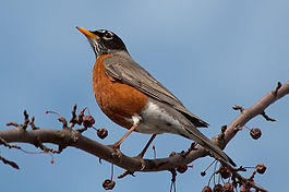 Turdus migratorius 4494.jpg