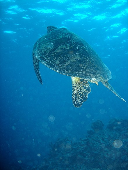 Green sea turtle at the Great Barrier Reef