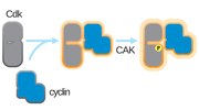Thumbnail for CDK-activating kinase
