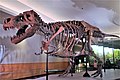 Tyrannosaurus rex Sue at FMNH.jpg