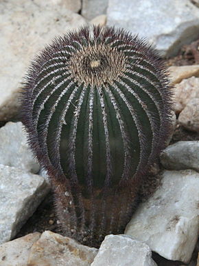 Descrierea imaginii Uebelmannia pectinifera 05.jpg.