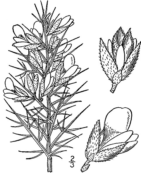 File:Ulex europaeus lithograph.jpg