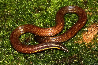 <i>Uropeltis ellioti</i> Species of snake