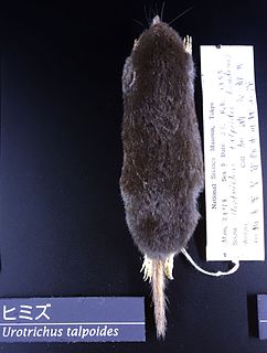 <i>Urotrichus</i> Genus of mammals