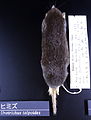 Urotrichus talpoides - National Museum of Nature and Science, Tokyo - DSC06748.JPG