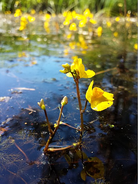 Пузырчатка фото. Пузырчатка (Utricularia). Пузырчатка Болотная. Пузырчатка обыкновенная растение. Пузырчатка обыкновенная Болотная.