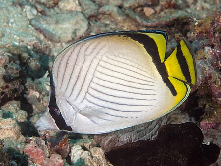 Chaetodon vagabundus