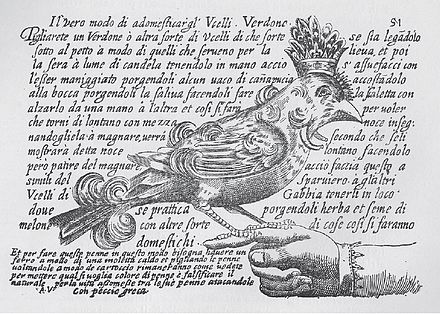 Antonio Valli da Todi, who wrote on aviculture in 1601, knew the connections between territory and song[33]