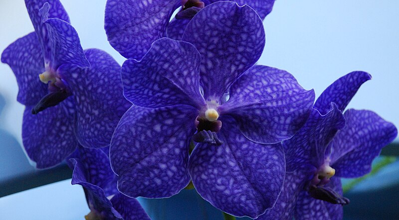 File:Vanda pachara delight.JPG