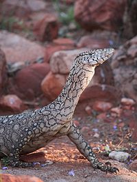 Perentie (Varanus giganteus), Northern Territory, Australia