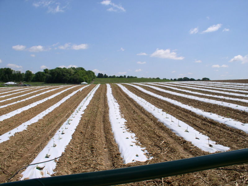 File:Vegetables grown on plastic mulch.JPG