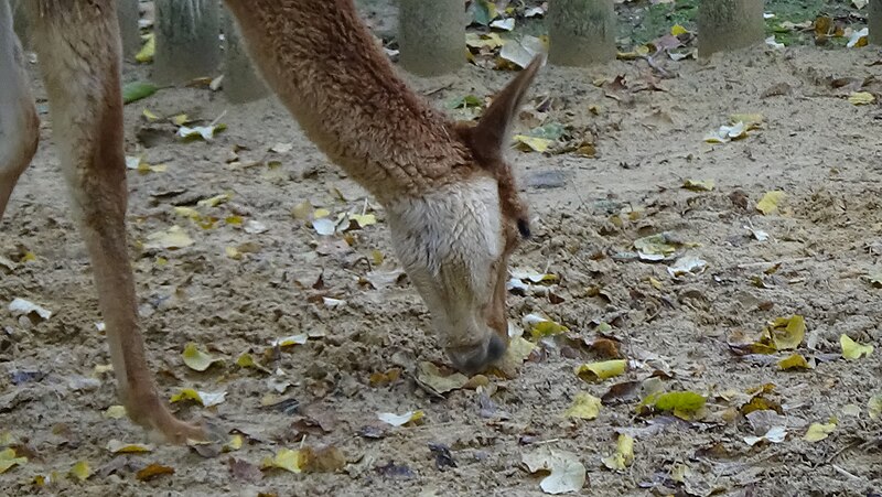 File:Vicugna vicugna - Vigogne - Ménagerie Paris 07.JPG