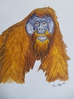 <i>Pongo hooijeri</i> Extinct species of primate