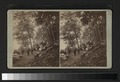 View of Compounce Lake (NYPL b11707676-G90F068 019ZF).tiff