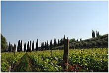 Vigneti in Valpolicella