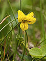 Viola biflore LC0147.jpg