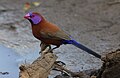 Violet-eared waxbill, Uraeginthus granatinus, at Pilanesberg National Park, Northwest Province, South Africa (28037408514).jpg