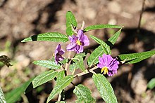 Күлгін Nightshade (Solanum brownii) .jpg